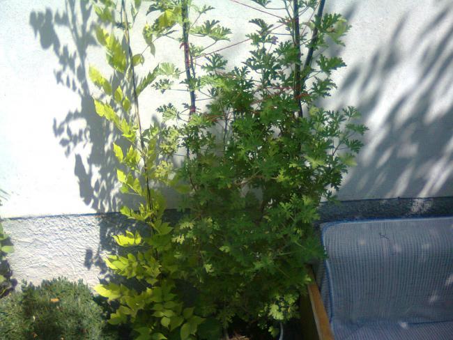 Name:  Fotoraf3335.jpg
Views: 678
Size:  60.7 KB
