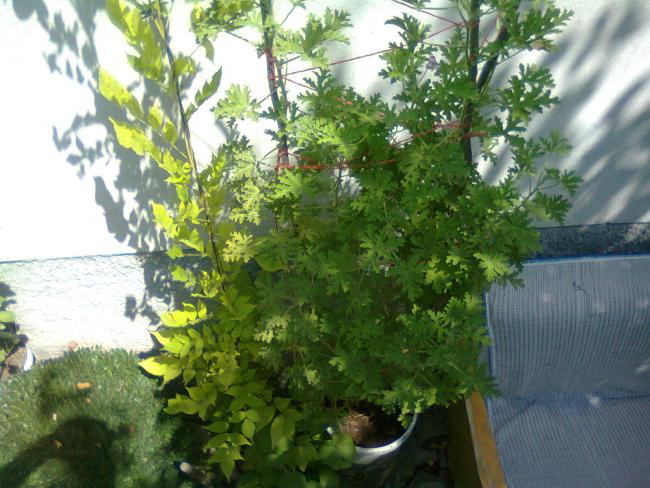 Name:  Fotoraf3336.jpg
Views: 726
Size:  61.0 KB