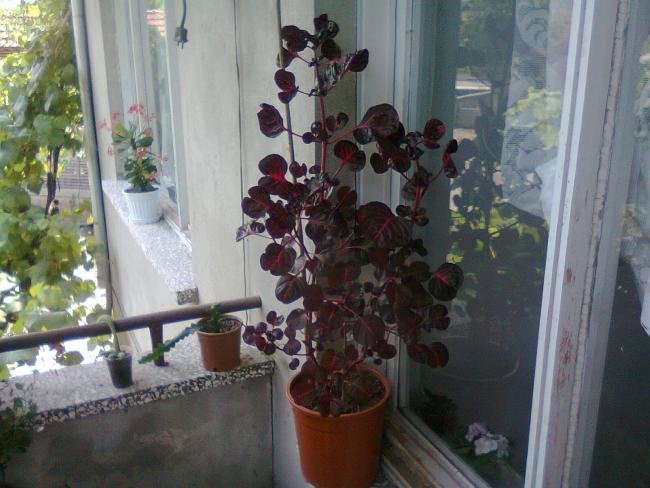 Name:  Fotoraf3348.jpg
Views: 718
Size:  49.7 KB