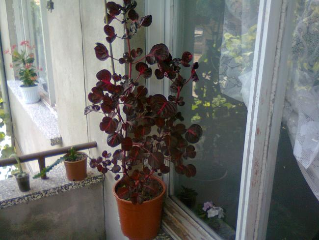 Name:  Fotoraf3349.jpg
Views: 755
Size:  47.7 KB