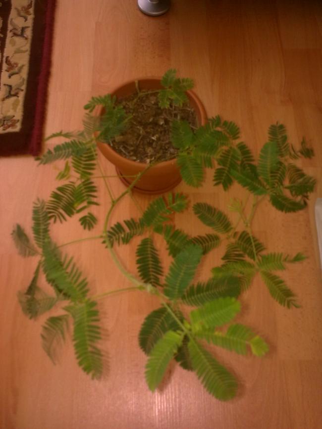 Name:  Grnt0602.jpg
Views: 331
Size:  49.0 KB
