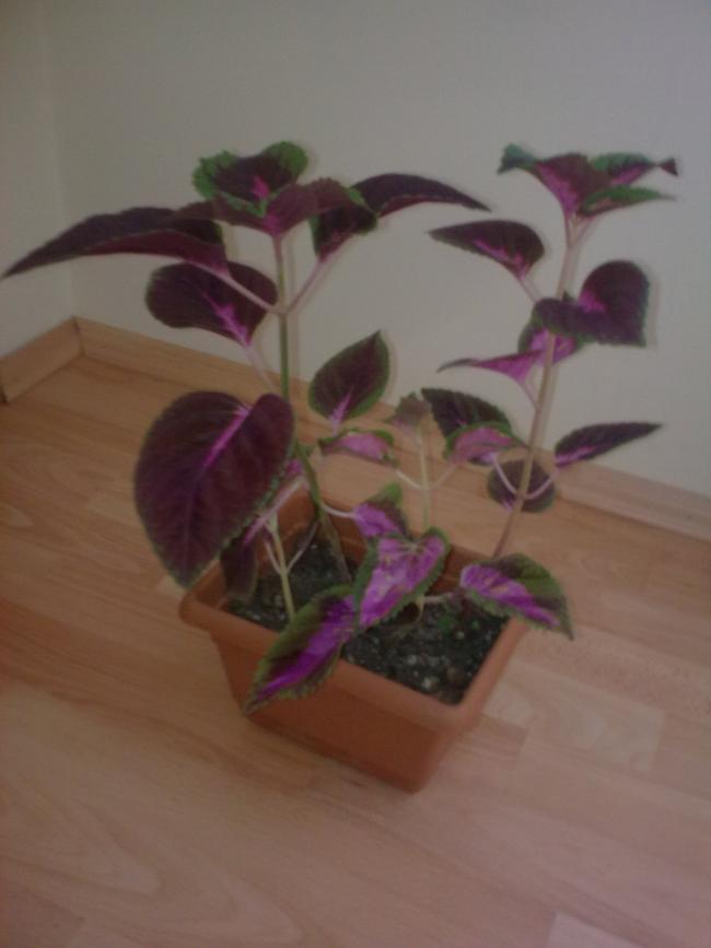 Name:  Grnt0609.jpg
Views: 318
Size:  34.3 KB