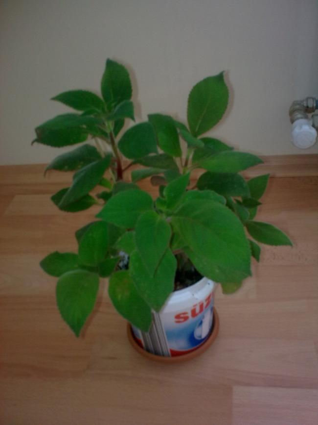Name:  Grnt0610.jpg
Views: 317
Size:  34.4 KB