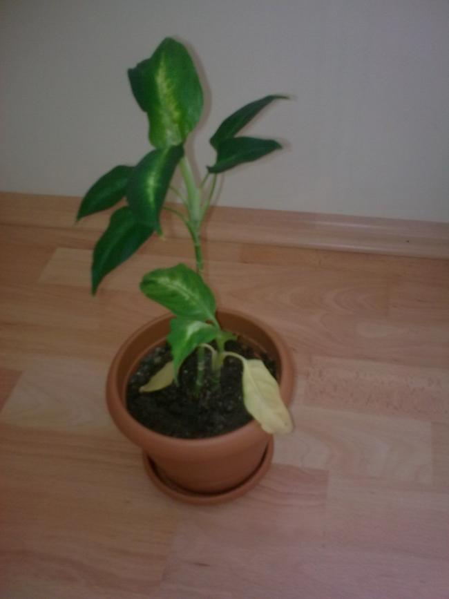 Name:  Grnt0611.jpg
Views: 320
Size:  30.3 KB