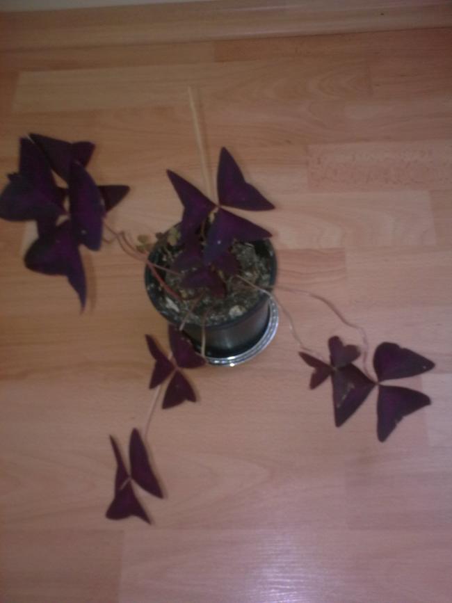 Name:  Grnt0617.jpg
Views: 326
Size:  34.7 KB