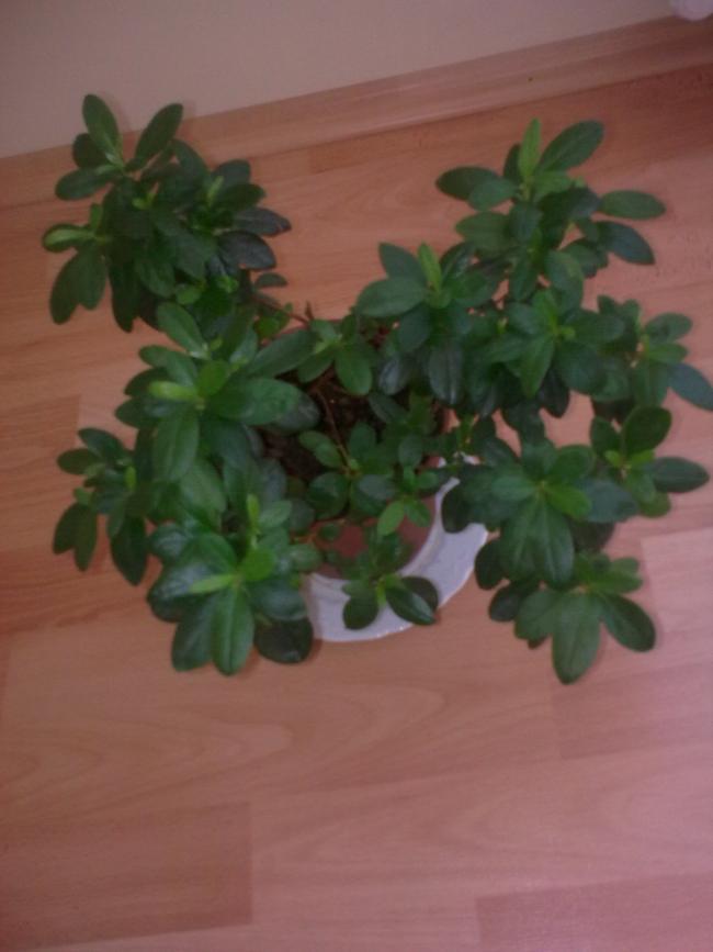 Name:  Grnt0623.jpg
Views: 470
Size:  40.0 KB