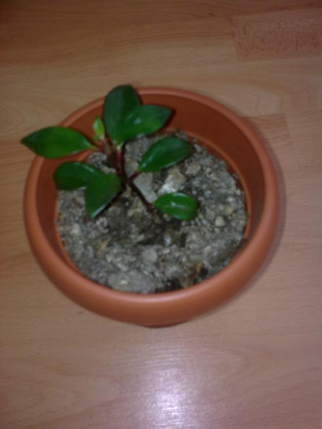 Name:  Grnt0620.jpg
Views: 450
Size:  38.6 KB