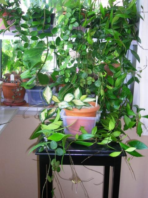 Name:  DSCN3911.jpg
Views: 987
Size:  60.8 KB