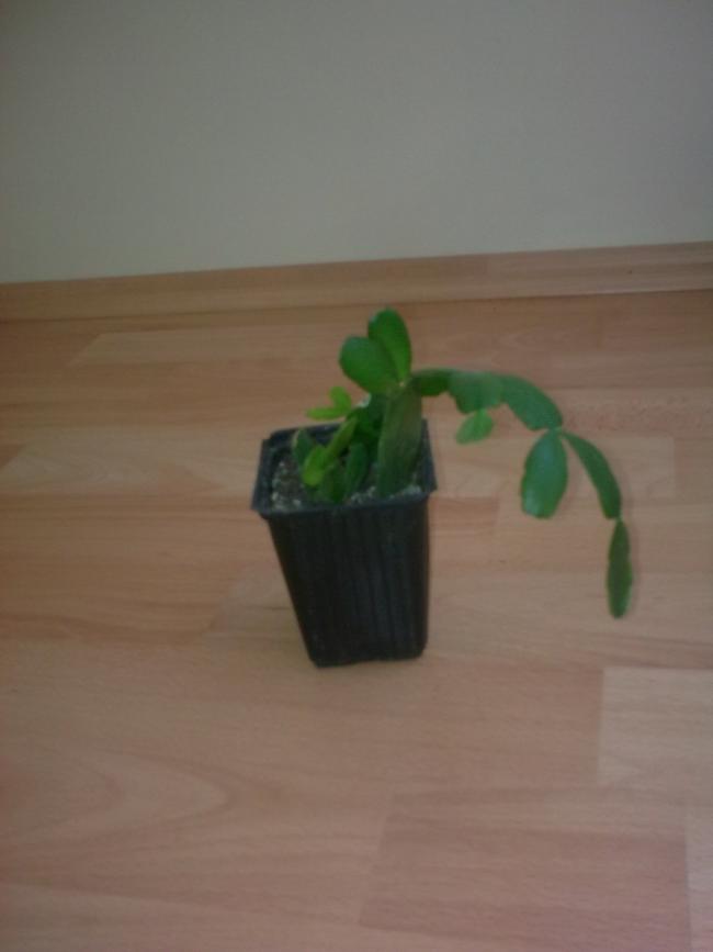 Name:  Grnt0613.jpg
Views: 455
Size:  25.5 KB