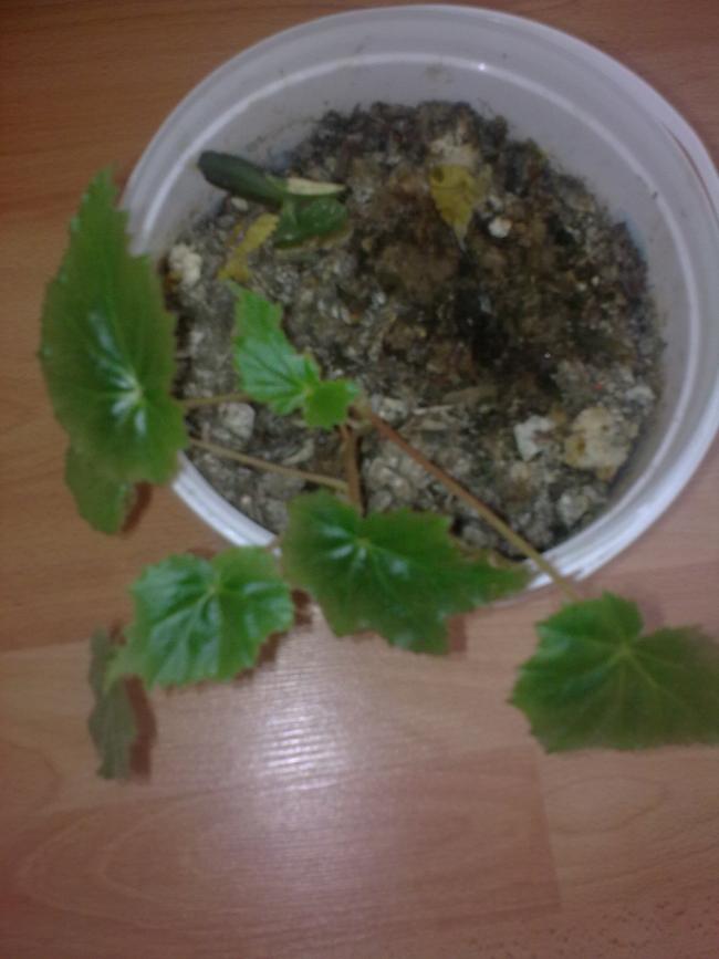 Name:  Grnt0614.jpg
Views: 454
Size:  46.0 KB