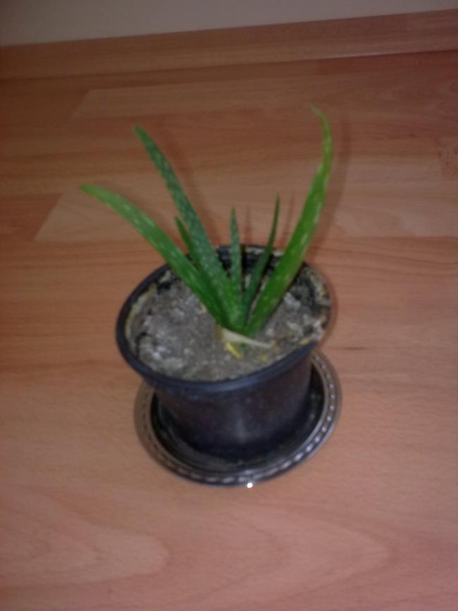 Name:  Grnt0618.jpg
Views: 435
Size:  33.1 KB