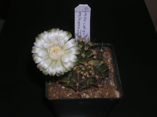 Name:  DSCN3915.jpg
Views: 977
Size:  67.5 KB