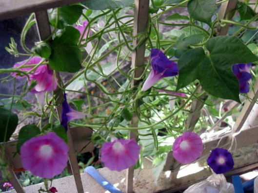 Name:  IMG_2915.jpg
Views: 1263
Size:  43.5 KB
