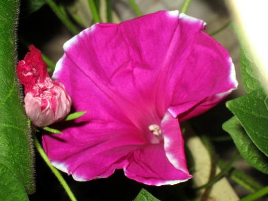 Name:  IMG_2948.jpg
Views: 839
Size:  29.0 KB