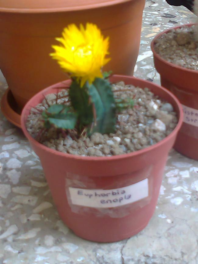 Name:  Euphorbia enopla.jpg
Views: 2857
Size:  53.4 KB
