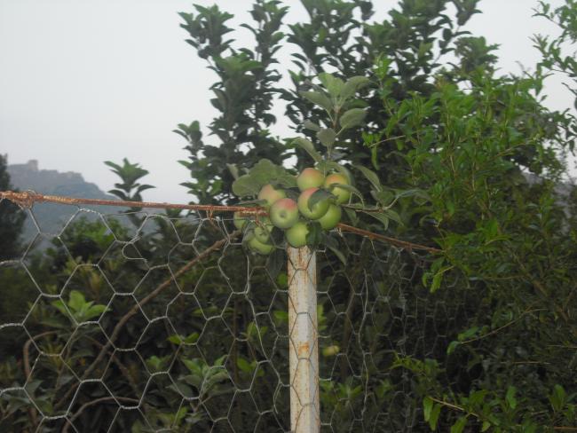 Name:  249.jpg
Views: 647
Size:  53.8 KB