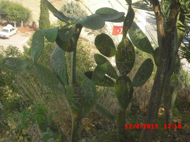 Name:  CIMG3943.jpg
Views: 656
Size:  62.8 KB