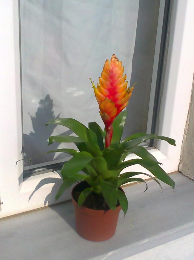 Name:  vrezya iei.jpg
Views: 5075
Size:  45.3 KB