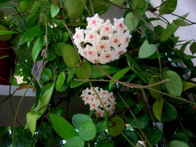 Name:  DSCN3981.jpg
Views: 1454
Size:  50.8 KB
