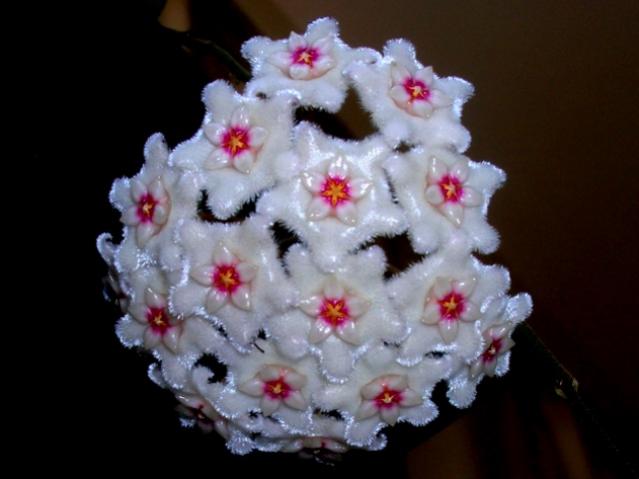 Name:  DSCN3983.jpg
Views: 1369
Size:  31.1 KB