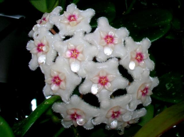 Name:  DSCN3984.jpg
Views: 1465
Size:  33.7 KB