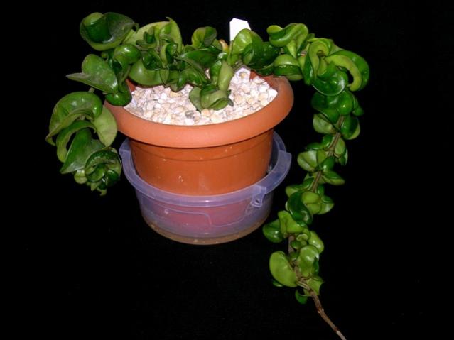 Name:  DSCN4001.jpg
Views: 1252
Size:  28.0 KB