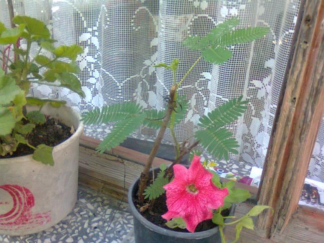 Name:  Fotoraf3389.jpg
Views: 651
Size:  69.6 KB