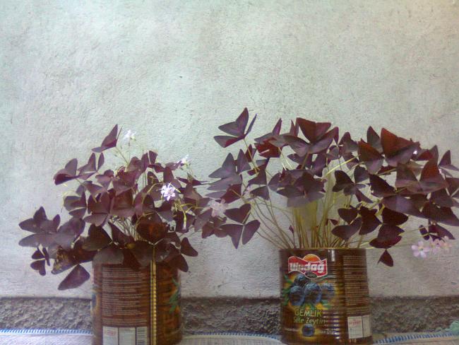Name:  Fotoraf3395.jpg
Views: 638
Size:  55.1 KB
