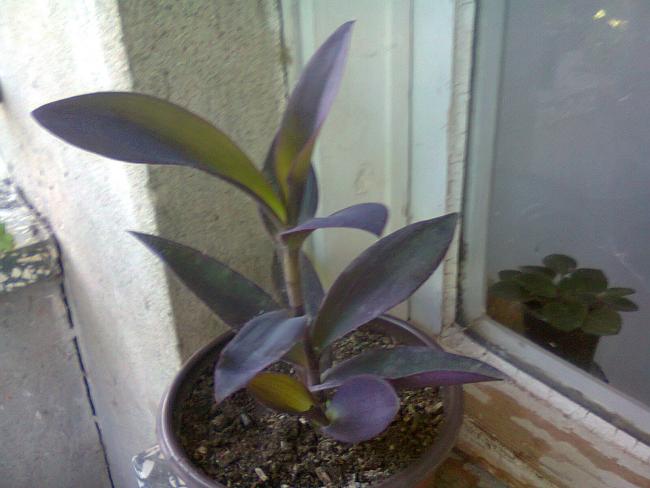 Name:  Fotoraf3380.jpg
Views: 599
Size:  37.2 KB
