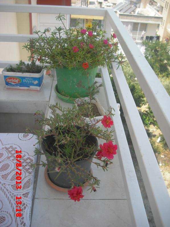 Name:  CIMG3996.jpg
Views: 599
Size:  71.9 KB