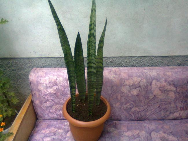 Name:  Fotoraf3422.jpg
Views: 600
Size:  47.6 KB