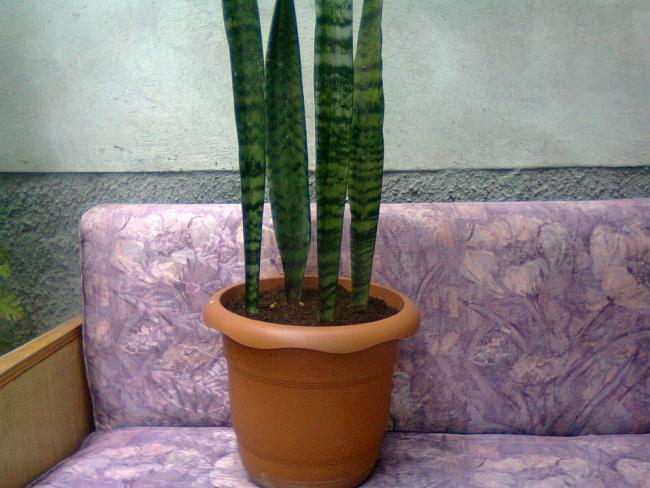 Name:  Fotoraf3423.jpg
Views: 606
Size:  50.2 KB