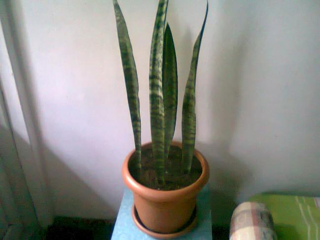 Name:  Fotoraf3445.jpg
Views: 603
Size:  27.3 KB