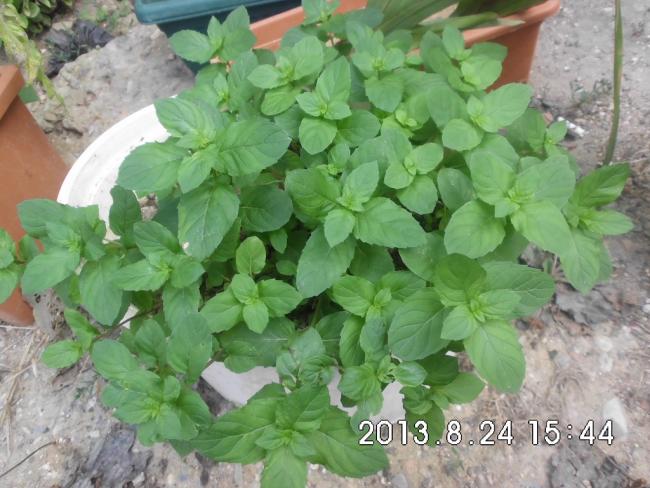 Name:  CIMG3553.jpg
Views: 905
Size:  53.5 KB