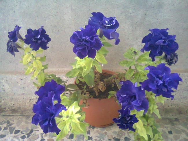 Name:  Fotoraf3452.jpg
Views: 610
Size:  50.7 KB
