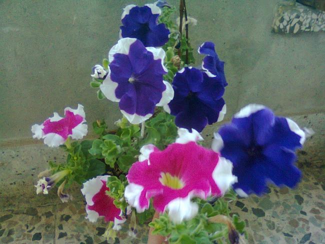Name:  Fotoraf3457.jpg
Views: 583
Size:  52.2 KB