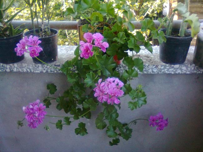 Name:  Fotoraf3458.jpg
Views: 594
Size:  54.5 KB