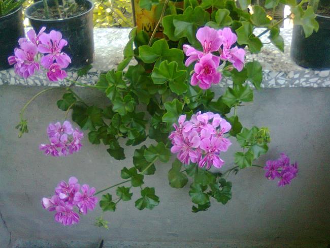 Name:  Fotoraf3459.jpg
Views: 596
Size:  51.6 KB