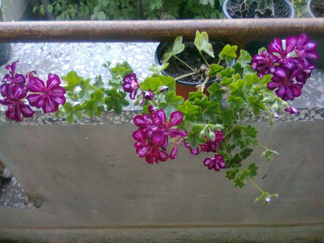 Name:  Fotoraf3462.jpg
Views: 561
Size:  57.1 KB