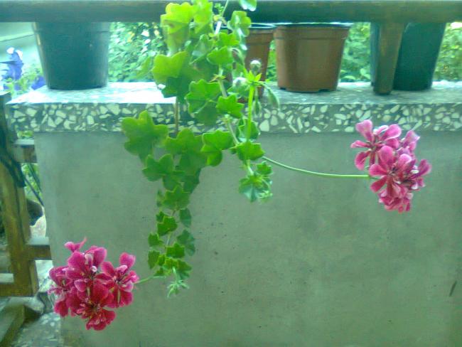 Name:  Fotoraf3464.jpg
Views: 608
Size:  43.9 KB