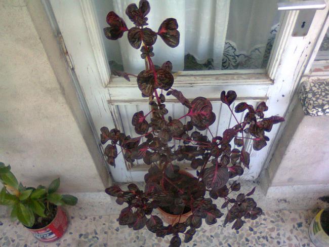 Name:  Fotoraf3466.jpg
Views: 583
Size:  53.5 KB