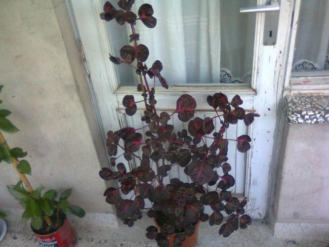Name:  Fotoraf3467.jpg
Views: 626
Size:  48.6 KB