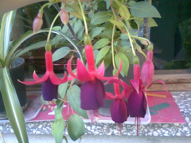 Name:  Fotoraf3477.jpg
Views: 534
Size:  51.5 KB