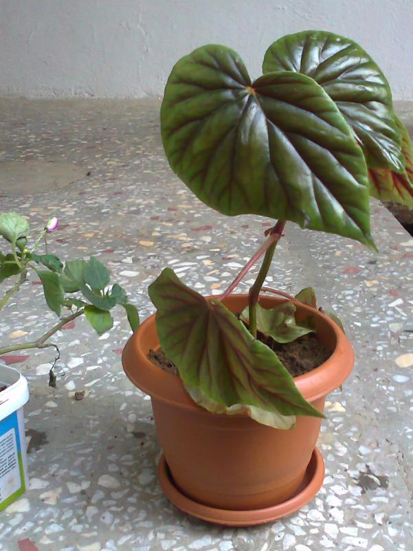 Name:  Fotoraf0686_001.jpg
Views: 2961
Size:  72.6 KB