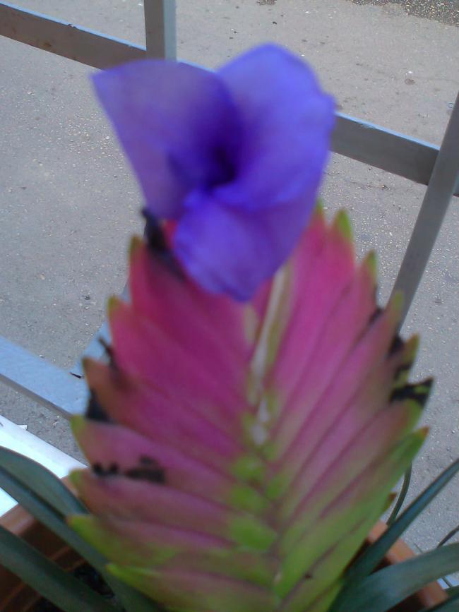 Name:  Fotoraf0698_001.jpg
Views: 2526
Size:  49.6 KB
