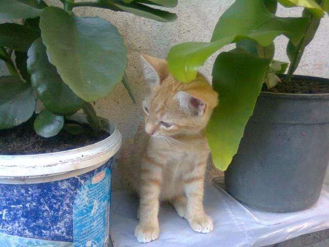 Name:  Fotoraf3517.jpg
Views: 677
Size:  43.2 KB