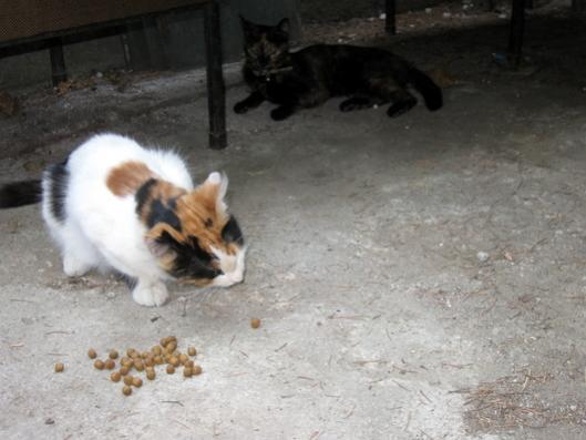Name:  IMG_3222.jpg
Views: 1038
Size:  29.7 KB