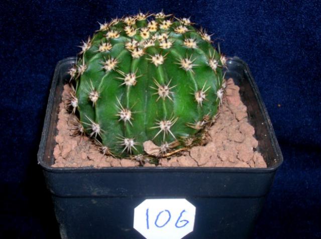 Name:  106 Lila-beyaz ikirenli echinopsis hybr.jpg
Views: 1135
Size:  43.9 KB