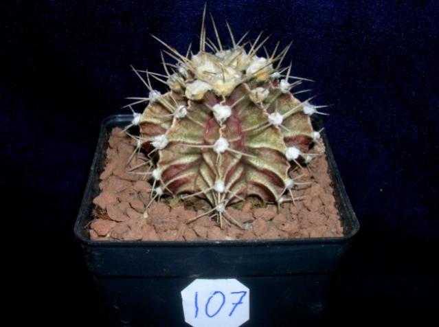 Name:  107 Gymnocalycium friedrichii.jpg
Views: 1210
Size:  33.8 KB