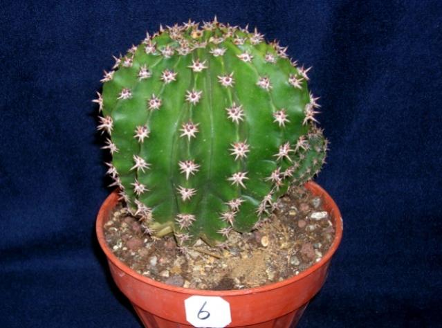 Name:  6 echinopsis hyb Turuncu.jpg
Views: 1180
Size:  45.7 KB